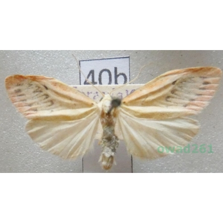 Miltochrista miniata (Forster, 1771) Czech40b